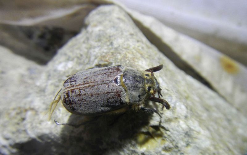 Melolonthidae: Melolontha sardiniensis